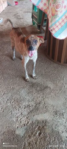 Doação de Cachorrinho URGENTE 