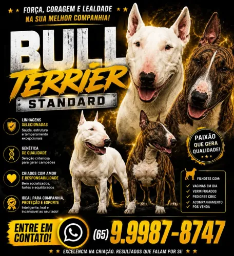 Bull terrier Standard