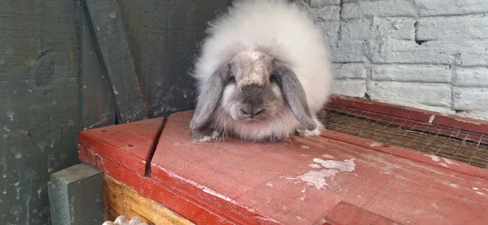 Lindos coelhos mini lop 