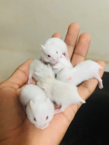 Hamster Anão russo