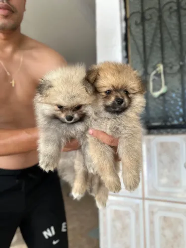 Filhote de Spitz Alemão Lulu da Pomerânea