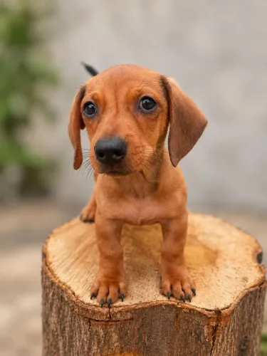 Filhote de dachshund-mini macho(salsicha)