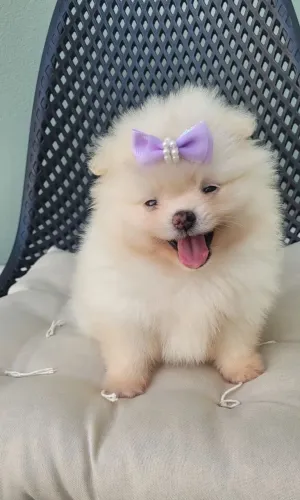 CACHORRO A VENDA SPITZ ALEMÃO..