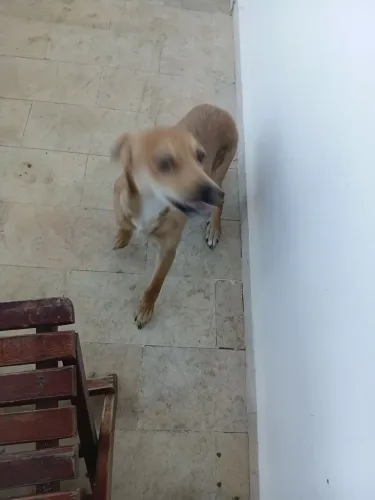 Doa-se um cão