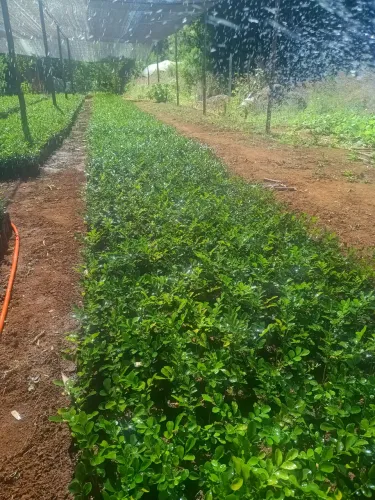 Murta pra retirada no local