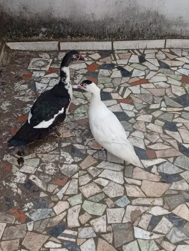 Patos a venda