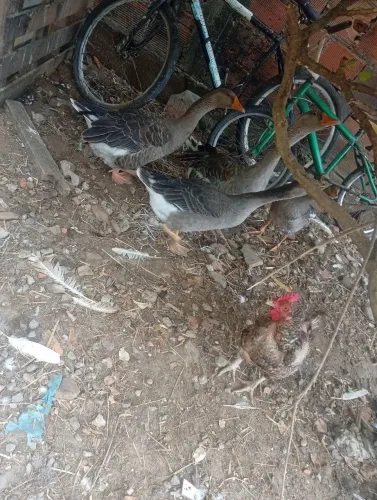 Ganso sinaleiro chinês 