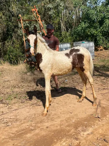 Vende-se potrinha luxo!