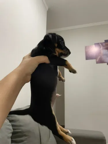 Pinscher 1 