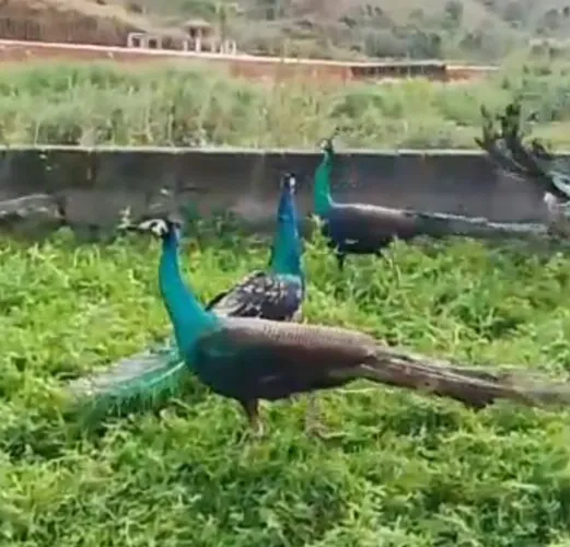 galos verde