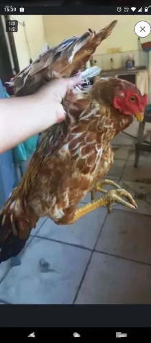 Frango caipira