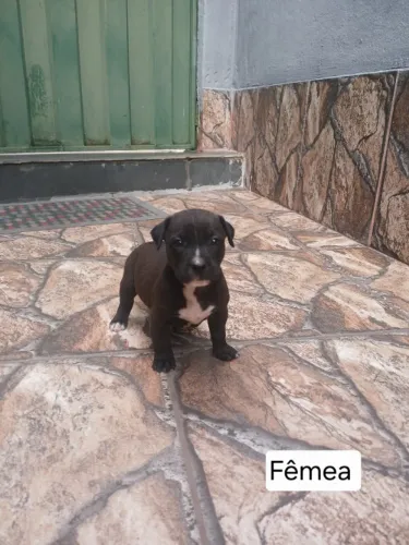 Filhotes de cachorro para adoção - Fêmeas e machos