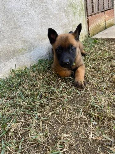 Pastor Belga Malinois
