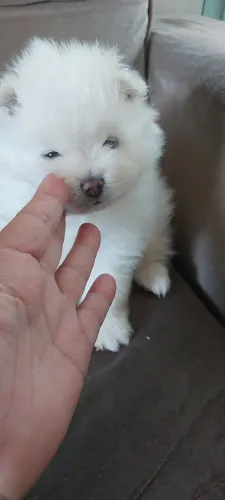 Luluzinho