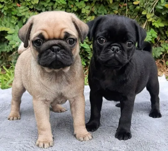 PUG MACHO E FÊMEA