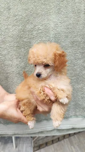 filhote poodle toy micro linda 