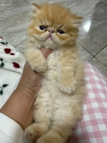 Filhotes de gatos persas 