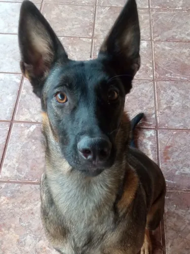 ADOÇÃO RESPONSÁVEL - Pastor Belga Malinois