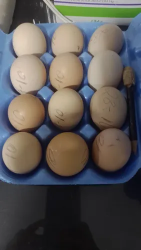 Ovos férteis gsb