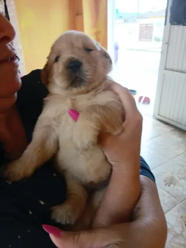Filhote de Golden Retriever