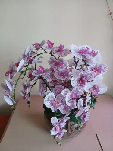 Orquídeas