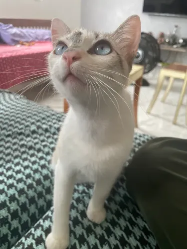DOAÇÃO DE GATA CASTRADA LINDAA