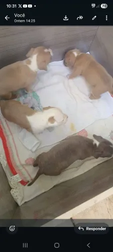 Vende-se filhote de Pit Bull