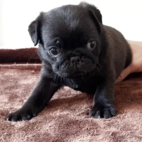 Baby pug super dócil brincalhão e saudável vacinado em dia