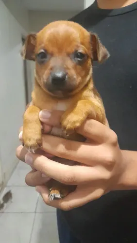 Pinscher