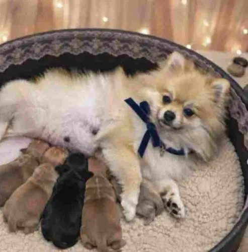 DOACAO LULU DA POMERANIA