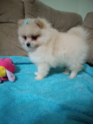 Spitz alemão anã fêmea com pedigree, em 10x, entregamos.