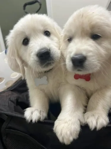 Filhotes de Golden retriever | Peludinhos super dóceis!