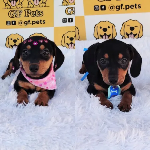 Dachshund teckel Basset salsicha Cofap macho ou fêmea disponível ler descrição