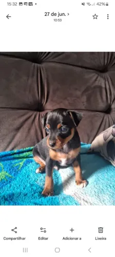 Vendo Pinscher número 1 Macho