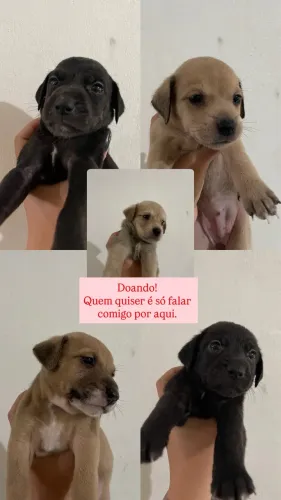 Cachorros para adoção 