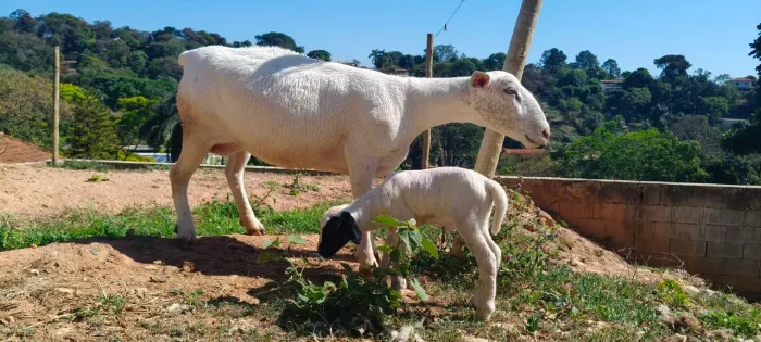Ovelha wite parida de borrego macho.