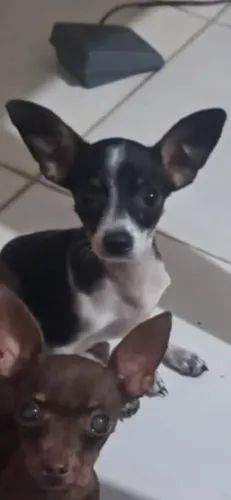 Pincher macho da zero com 1
