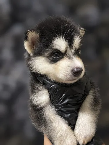 HUSKY SIBERIANO