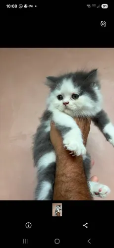 Gatinha persa femia 2 meses de narcida 