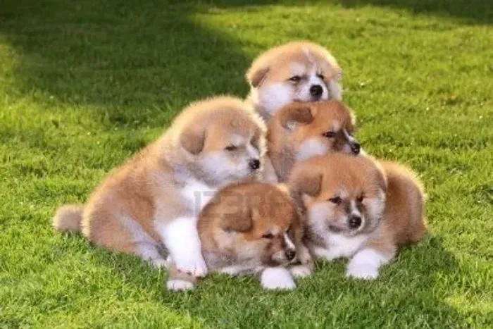 Akita Inu 