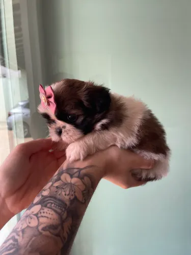 Shih tzu mini fêmea legítima excelente linhagem 