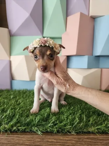 Pinscher Menina Cheia de Ternura