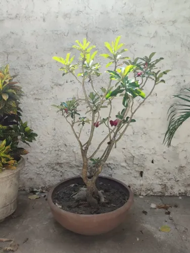 ROSA DO DESERTO