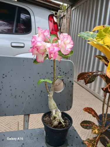 Lindas rosas do deserto