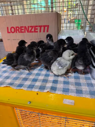 Pintinho de Ameraucana Puro