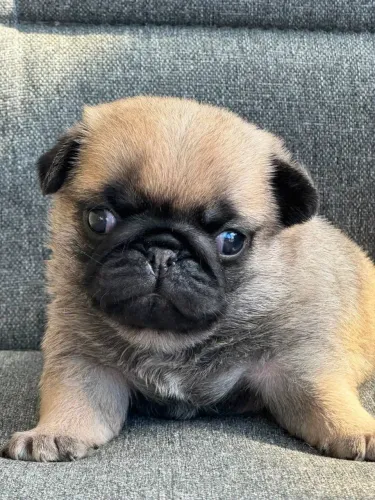 Pug