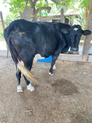 Vaca