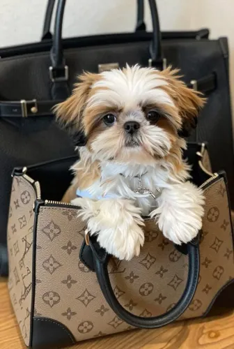 Shih Tzu O filhotinho que pode surpreender você