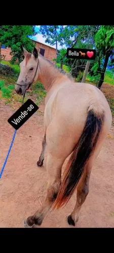 Cavalo