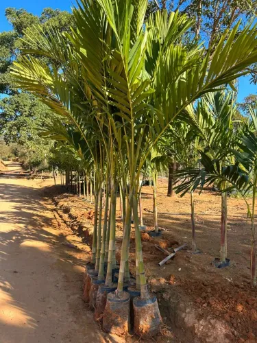 Palmeira Veitchia